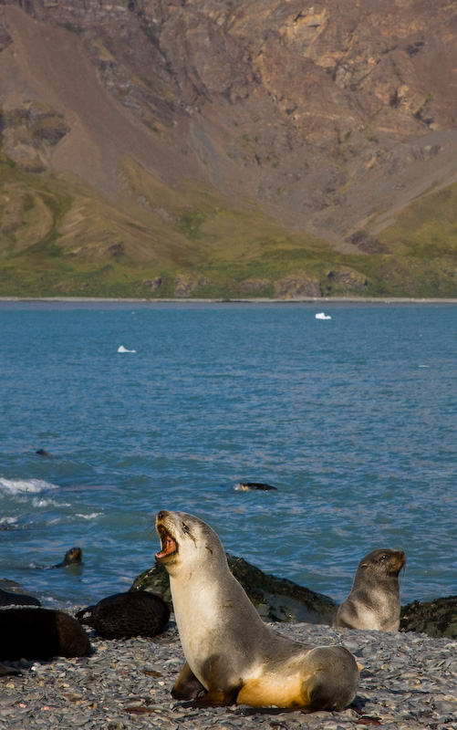 Antarctic Fur Seals On Beach